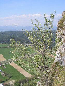 T&uuml;rkensturz  ferrata